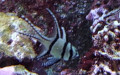 Ordnung Kurtiformes (Jordan, 1923)