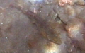 Sparisoma cretense -  1. Fund