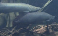 Arapaima gigas -  1. Fund