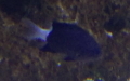 Acanthochromis polyacanthus -  1. Fund