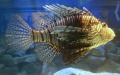 Pterois volitans -  2. Fund