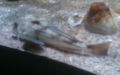 Familie Triglidae (Risso, 1826)