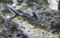 Ordnung Siluriformes (Rafinesque, 1820)