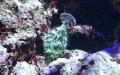 Acreichthys tomentosus -  2. Fund