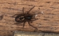 Amaurobius fenestralis -  1. Fund