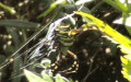 Argiope bruennichi -  3. Fund (Weibchen)