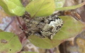 Gibbaranea gibbosa -  1. Fund