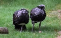 Familie Anhimidae (Stejneger, 1885)