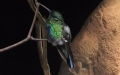 Colibri coruscans (Gould, 1846)