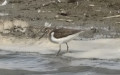 Klasse Aves (Linnæus, 1758)