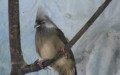 Ordnung Coliiformes (Murie, 1872)