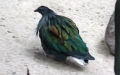 Caloenas nicobarica -  3. Fund