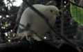 Ducula bicolor (Scopoli, 1786)