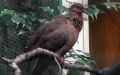 Zenaida graysoni (Lawrence, 1871)