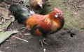 Gallus gallus gallus (Linnæus, 1758)