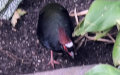 Familie Phasianidae (Horsfield, 1821)
