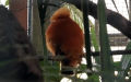 Rupicola rupicola (Linnæus, 1766)