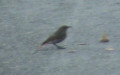 Familie Muscicapidae (Vigors, 1825)
