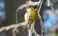 Familie Regulidae (Vigors, 1825)