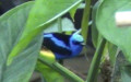Familie Thraupidae (Cabanis, 1847)