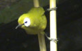 Familie Zosteropidae (Bonaparte, 1853)