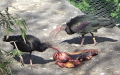 Klasse Aves (Linnæus, 1758)