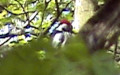 Familie Picidae (Vigors, 1825)