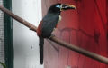 Pteroglossus castanotis (Gould, 1834)