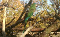 Ordnung Psittaciformes (Wagler, 1830)