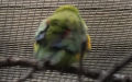 Cyclopsitta diophthalma diophthalma (Hombron & Jacquinot, 1841) 