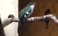 Trogon collaris (Vieillot, 1817)