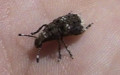 Familie Anthribidae (Billberg, 1820)