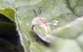 Cassida rubiginosa -  1. Fund