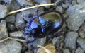 Familie Geotrupidae (Latreille, 1802)