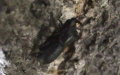 Sinodendron cylindricum -  1. Fund (Männchen)