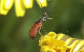 Familie Melyridae (Leach, 1815)