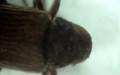 Familie Ptinidae (Latreille, 1802)