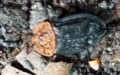 Oiceoptoma thoracicum -  3. Fund