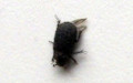 Trox hispidus -  1. Fund