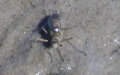 Familie Sciomyzidae (Rozkošný, 1987)