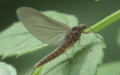 Familie Baetidae (Leach, 1815)