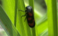 Unterordnung Cicadomorpha (Evans, 1946)
