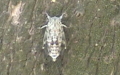 Cicada orni -  1. Fund
