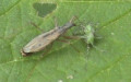 Ordnung Hemiptera (Linnæus, 1758)
