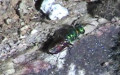 Familie Chrysididae (Latreille, 1802)
