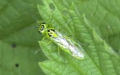 Rhogogaster viridis (Linnæus, 1758)