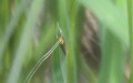 Familie Adelidae (Bruand, 1851)
