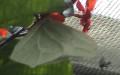 Familie Pieridae (Duponchel, 1832)