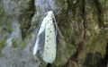 Familie Yponomeutidae (Stephens, 1829)
