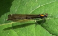 Calopteryx virgo -  7. Fund (Weibchen)